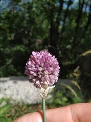 Allium rotundum jajlae