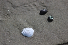 Anadara brasiliana