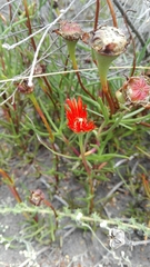 Lampranthus fergusoniae
