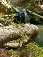 Plectorrhiza tridentata