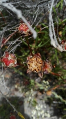 Lampranthus fergusoniae