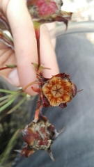 Lampranthus fergusoniae