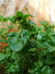 Alternanthera sissoo