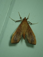 Anarmodia repandalis