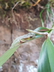 Ranoidea pearsoniana