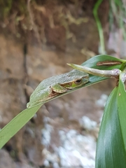 Ranoidea pearsoniana