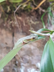 Ranoidea pearsoniana