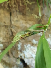 Ranoidea pearsoniana