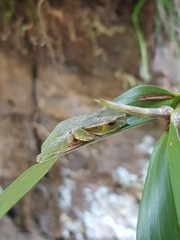 Ranoidea pearsoniana