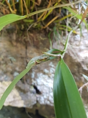 Ranoidea pearsoniana