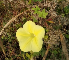 Camonea vitifolia