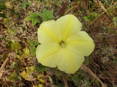Camonea vitifolia
