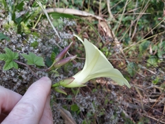 Camonea vitifolia