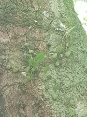 Bulbophyllum exiguum
