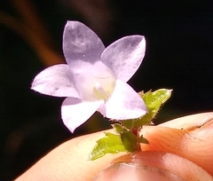 Prismatocarpus cordifolius