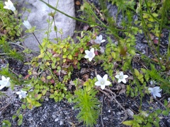 Prismatocarpus cordifolius