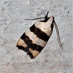 Zonopetala divisella