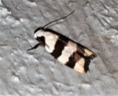 Zonopetala divisella