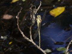 Austrogynacantha heterogena
