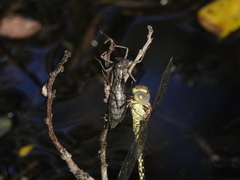 Austrogynacantha heterogena