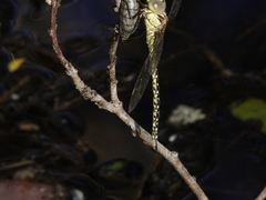 Austrogynacantha heterogena