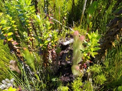Spatalla mollis