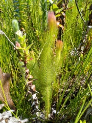 Spatalla mollis