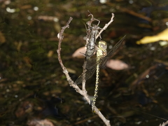 Austrogynacantha heterogena