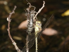 Austrogynacantha heterogena