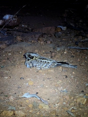 Indiennachtschwalbe (Caprimulgus asiaticus)