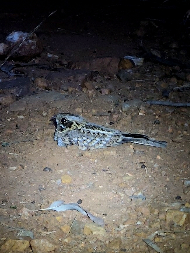 Indian Nightjar (Caprimulgus asiaticus)