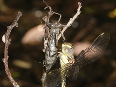 Austrogynacantha heterogena