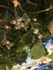 Ficus
