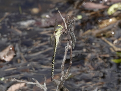 Austrogynacantha heterogena