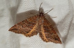 Chrysolarentia bichromata