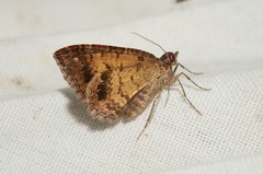 Chrysolarentia bichromata