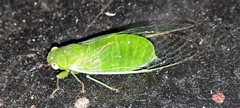 Chlorocysta vitripennis