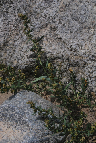 Artemisia dubia iNat (1)