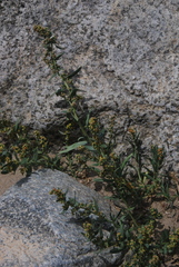 Artemisia subdigitata