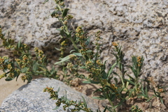 Artemisia subdigitata