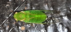 Chlorocysta vitripennis