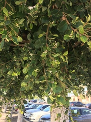 Ficus