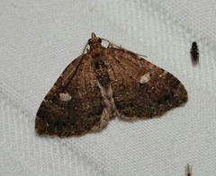 Chrysolarentia pantoea