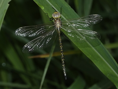 Austrogynacantha heterogena