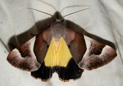 Niceteria macrocosma