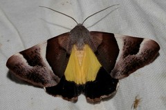 Niceteria macrocosma