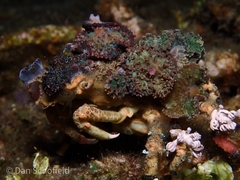 Cyclocoeloma tuberculatum