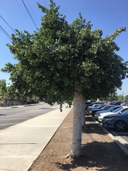 Ficus