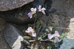 Hypecoum lactiflorum