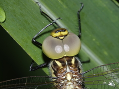 Austrogynacantha heterogena